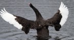 black-swan-investing_2