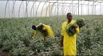 ethiopia-india-come-up-roses-as-kenyas-flower_2