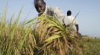 investment-in-agriculture-fao-food-and-agriculture_1