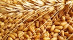 soft-commodities-grains_1