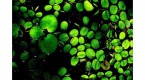 the-green-economy-what-does-green-mean_1
