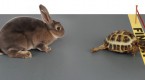 tortoise-wins-the-race_1