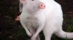 australia-joins-the-piigs_1
