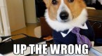 barking-up-the-dogs-of-the-dow-tree_1
