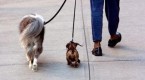 barking-up-wrong-tree-with-dow-dogs-fund_1