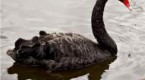 beware-of-black-swan-events_2