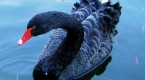 black-swan-events-and-how-to-benefit-from-them_1