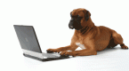 dogs-of-the-dow-wikipedia-the-free-encyclopedia_1