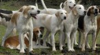 dogs-that-hunt_2