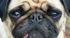 etfs-from-dog-to-doo_2