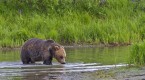 grizzly-bear-turns-bullish-the-safest-way-to-wade_2