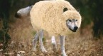 hedge-funds-sheep-in-wolves-clothing_1