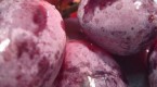 mountain-view-fruit-sales_2