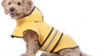 protective-dog-clothing-options-for-your-active_2