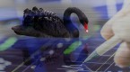 black-swan-investing_1