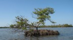 the-world-must-invest-in-mangroves-comment-the_1