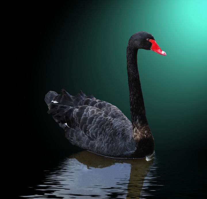 Black Swan Events And Investment