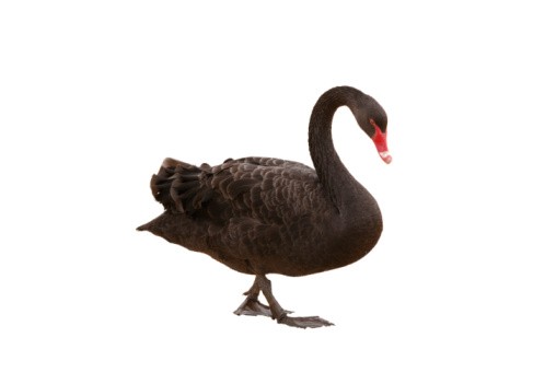 Black Swan Investing