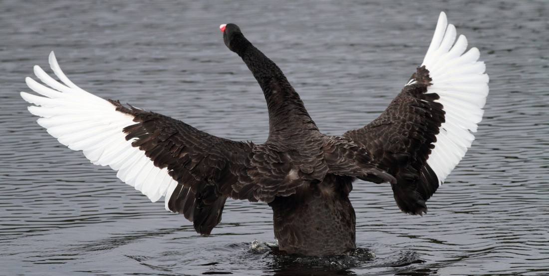 Black Swan Investing