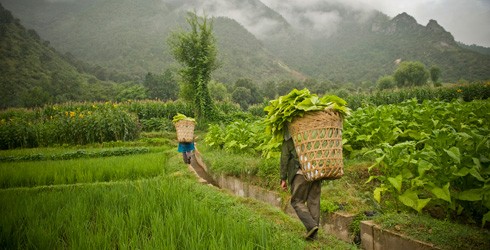 Investing in Sustainable Agriculture