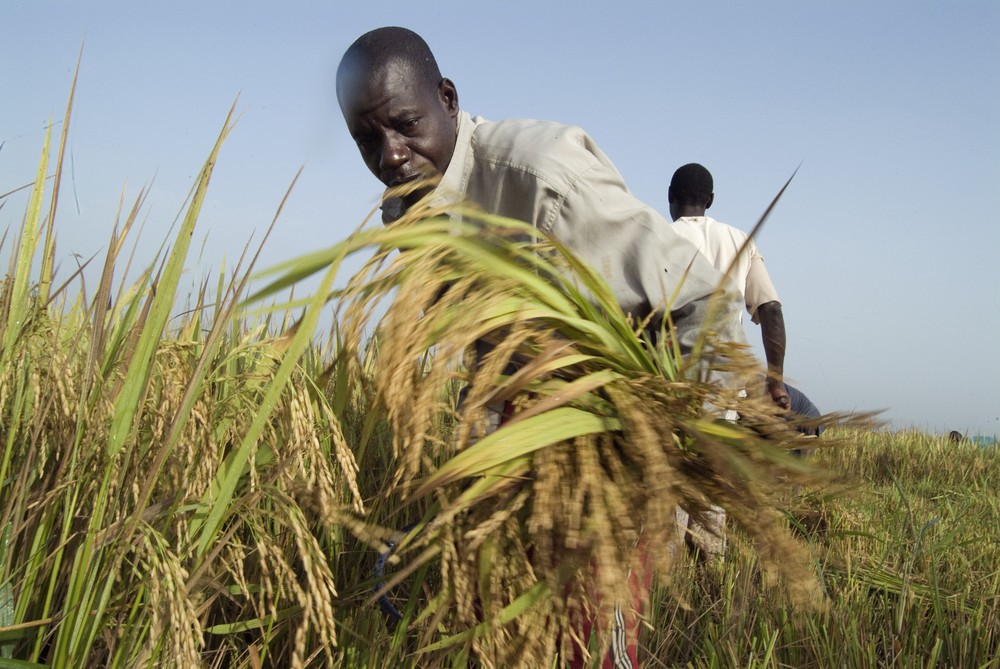 Investment in Agriculture FAO Food and Agriculture Organization of the United Nations