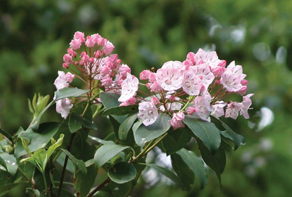 Q A Distressed Debt In Bloom Q A Distressed Debt In Bloom