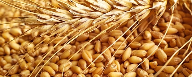 Soft Commodities Grains