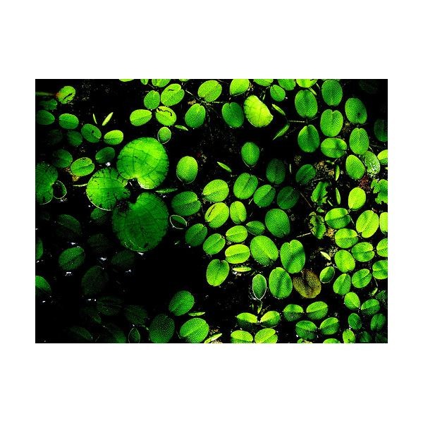 The Green Economy What Does Green Mean