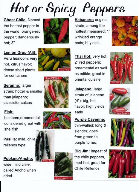 Variety A Bitter Spice For Investors