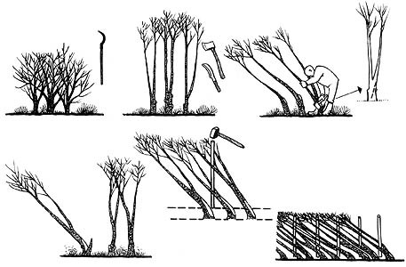 What Are the Different Types of Hedging Tools (with pictures)