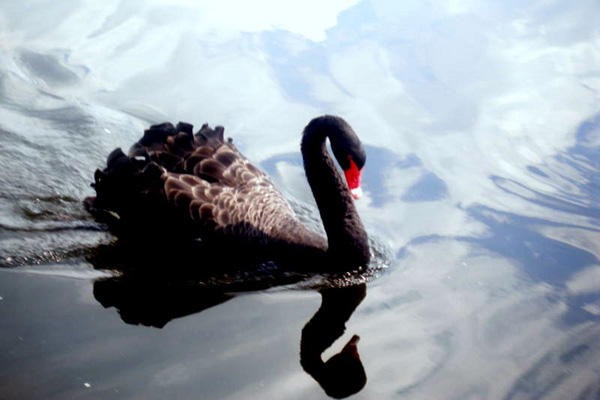 Beware of Black Swan Events