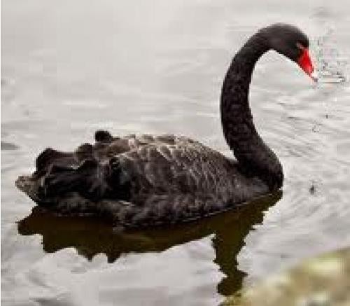 Beware of Black Swan Events