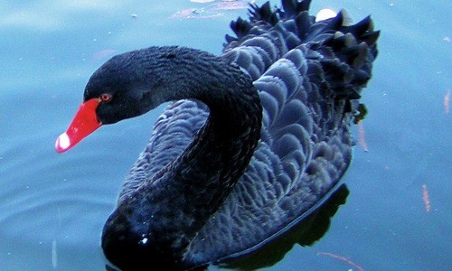 Black swan events and how to benefit from them