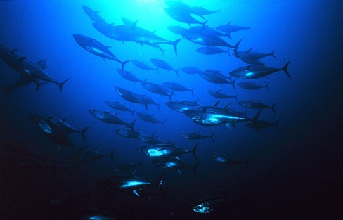 Fish in Sustainable Oceans and Fisheries