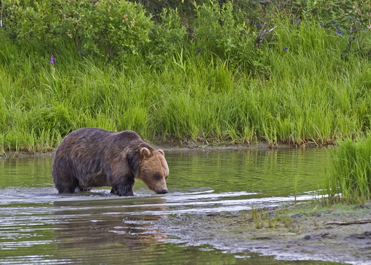 Grizzly Bear turns Bullish The Safest Way to Wade Back In