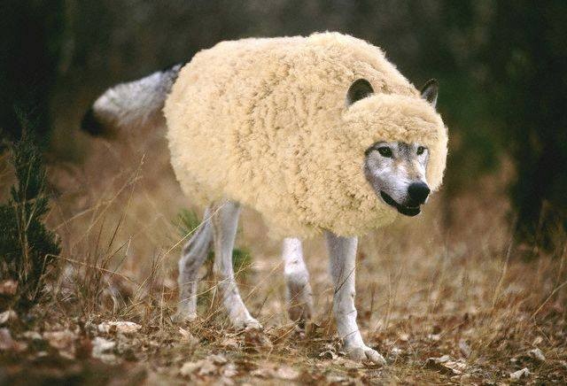 Hedge funds sheep in wolves’ clothing