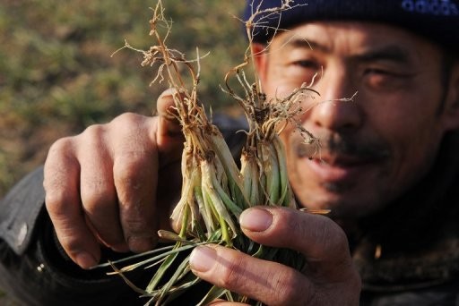 One bad drought could spell disaster for grain farmers consumers