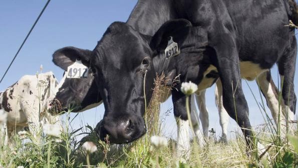 One bad drought could spell disaster for grain farmers consumers