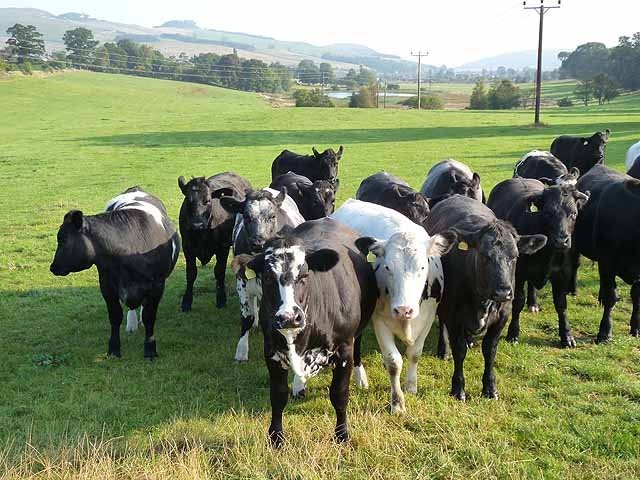 Beef Up Your Portfolio with These Livestock ETFs Yahoo India Finance