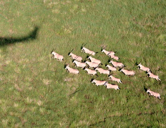 CURRENCY CORNER Where the Herd Instinct Works