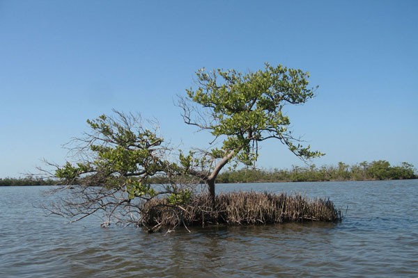 The world must invest in mangroves Comment The Ecologist