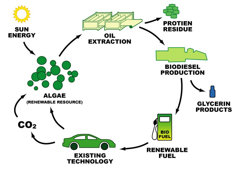 Investing in Algae Biofuel