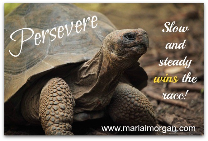 The Tortoise Is Still Right Slow and Steady Can Win the Race