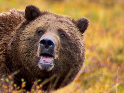 The Coming Bear Market In Bonds Business Insider