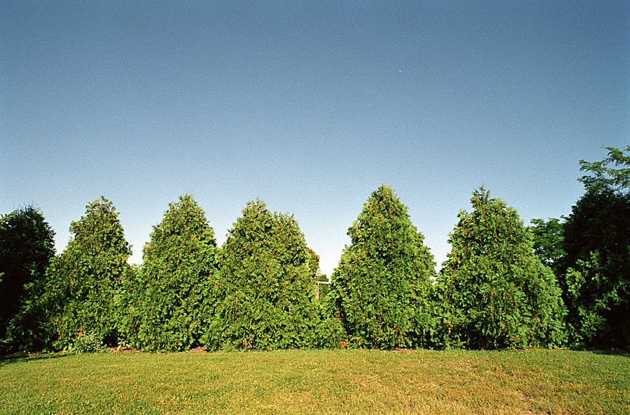 The uneven hedge