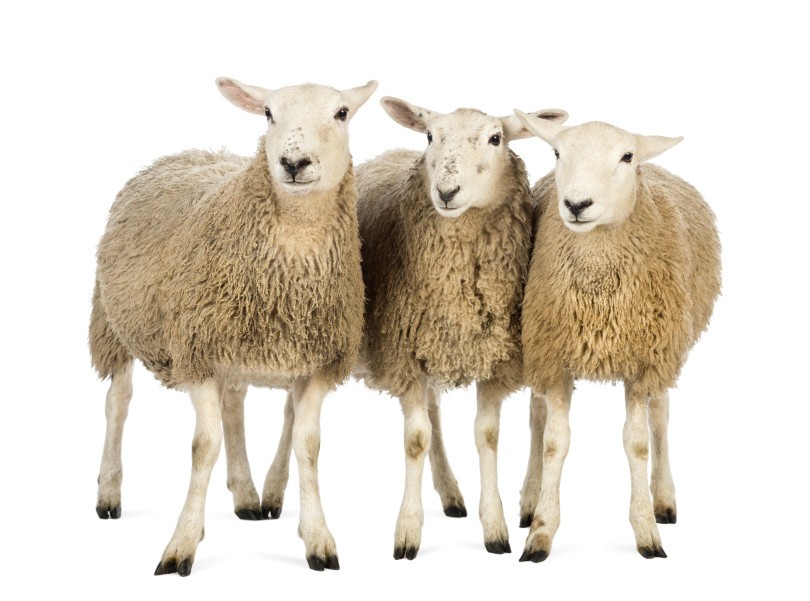 If science can clone a sheep why not a hedge fund